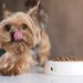 Quelle nourriture est la meilleure pour les chiens ?  Comment choisissez-vous?