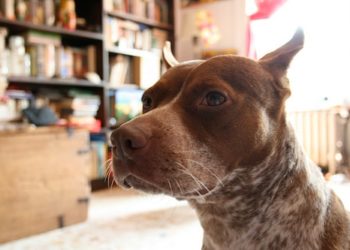 Recadrage des oreilles : est-ce bon pour votre chien ?