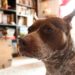 Recadrage des oreilles : est-ce bon pour votre chien ?