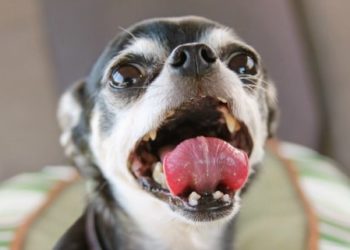 Salive de chien : 5 faits à savoir