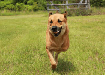 The Dog Trainer : Trépieds : Chiens à trois pattes