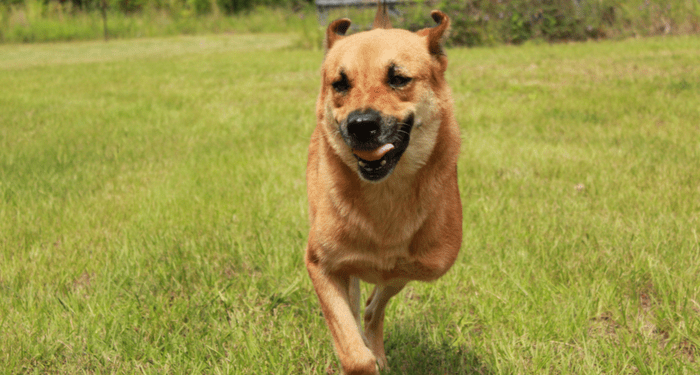 The Dog Trainer : Trépieds : Chiens à trois pattes