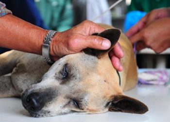 Thérapie de remplacement enzymatique pour le PEV