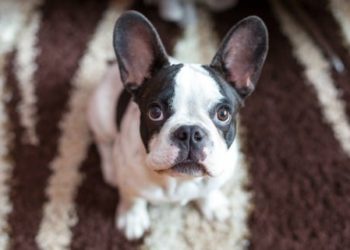 Traîneau à chiens : ce que cela signifie et ce qu’il faut faire