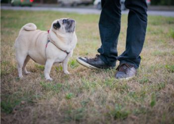 Exercice pour votre chien senior