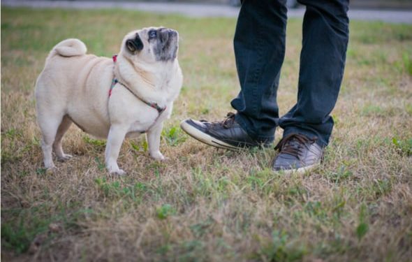 Exercice pour votre chien senior
