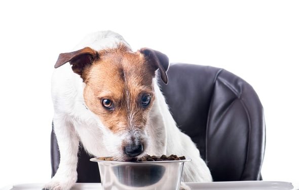 Les graisses et les huiles sont-elles bonnes pour les chiens ?