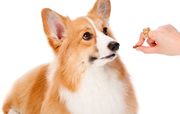 Nourrissez votre animal de compagnie avec amour, sans excès de nourriture