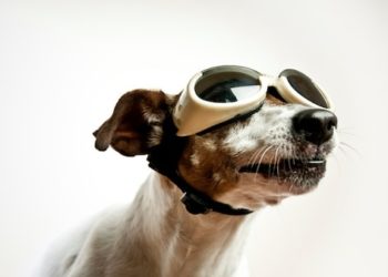 Protection des yeux pour les chiens : est-ce nécessaire ?