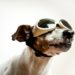 Protection des yeux pour les chiens : est-ce nécessaire ?