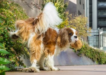 Tout ce que vous devez savoir sur le levage des jambes chez les chiens