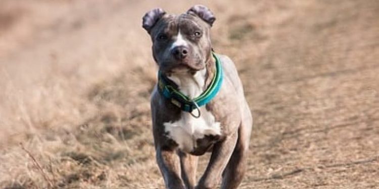 Are AmStaff destructive?