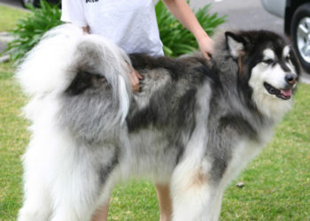 Are Malamutes expensive?