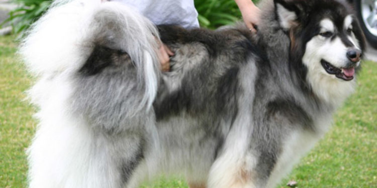 Are Malamutes expensive?