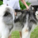 Are Malamutes expensive?