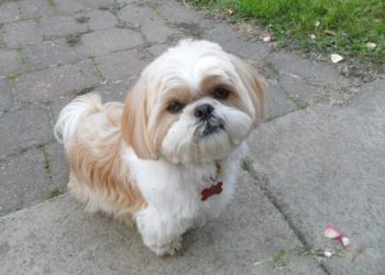 How much does a Shih Poo cost?