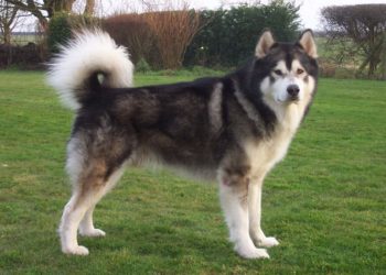 Is a malamute part wolf?