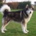 Is a malamute part wolf?
