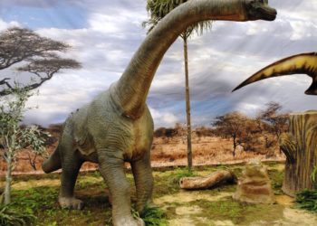 Which dinosaurs are herbivores?