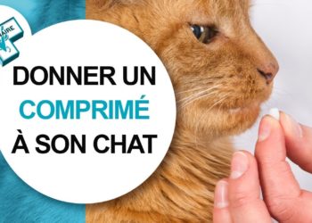 Comment donner du Rescue à un chat ?