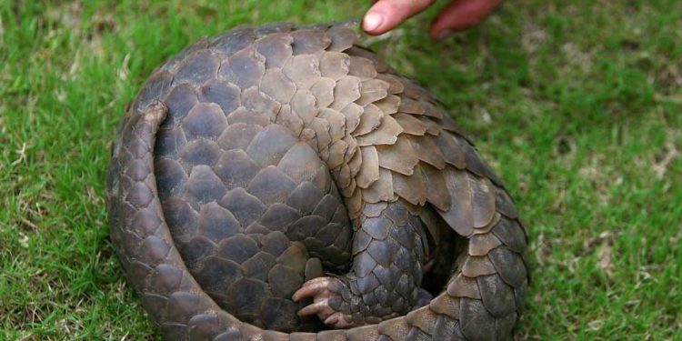 Quels animaux ont des écailles ?