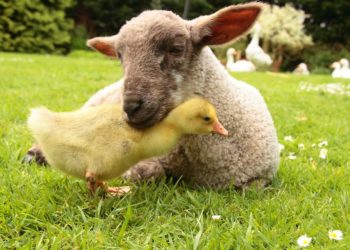 Comment s'appelle tous les animaux ?