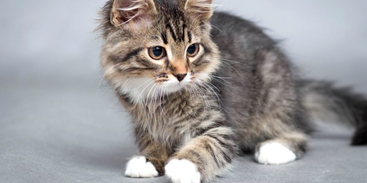 Comment soigner un chat qui a un lymphome ?