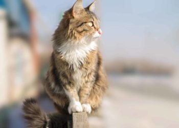 Comment savoir si le chat a des puces ?