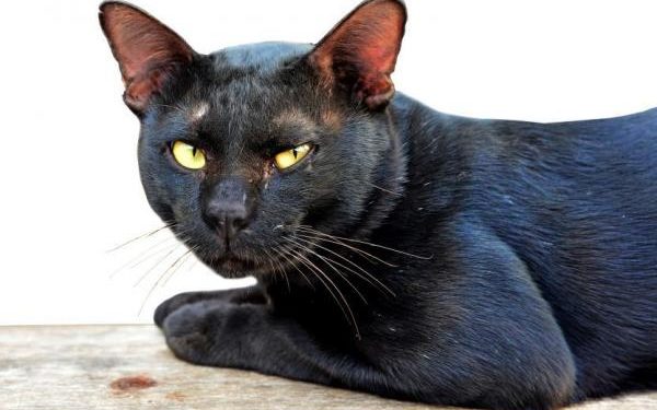 Comment savoir si mon chat a la teigne ?