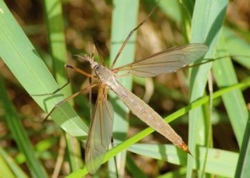 Quel est le nombre d'espèces endémiques en France ?
