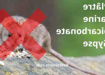 Quelle odeur attire les rats ?