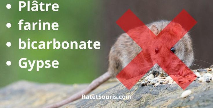 Comment se débarrasser des souris avec du bicarbonate de soude ?