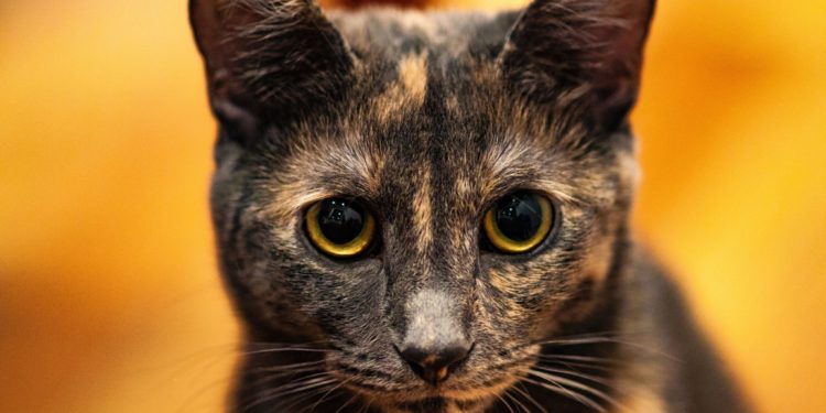 Quel nom pour un chat écaille de tortue ?