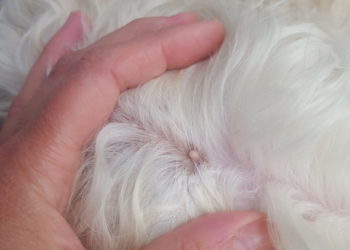 Pourquoi mon chien a une boule ?