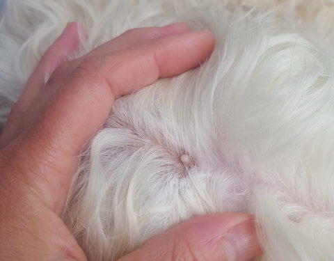 Pourquoi mon chien a une boule ?