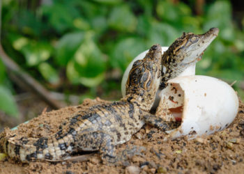 Comment se reproduisent les animaux hermaphrodites ?