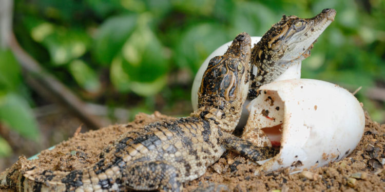 Comment se reproduisent les animaux hermaphrodites ?