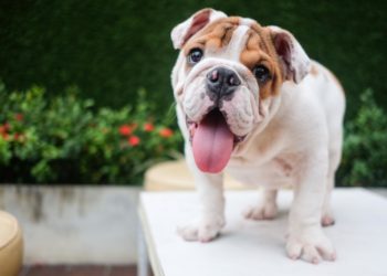 Est-ce que la langue d'un chien est propre ?