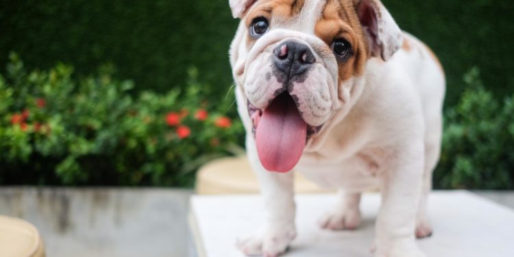 Est-ce que la langue d'un chien est propre ?