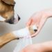 Comment soigner une Pododermatite chez un chien ?