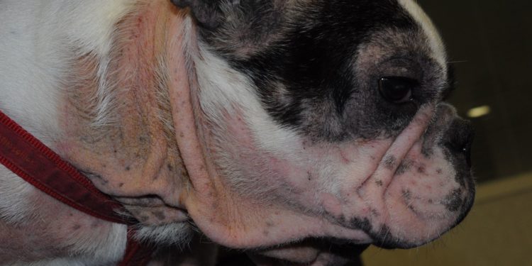 Comment soigner dermatite chat naturellement ?