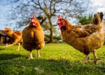 Comment les poules mangent sans dents ?