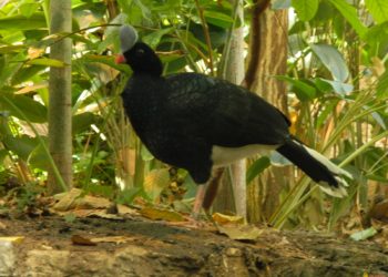 Quel est cet oiseau ?