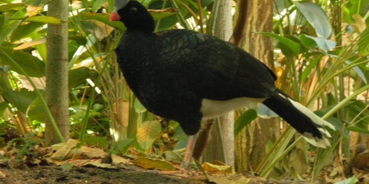 Quel est cet oiseau ?