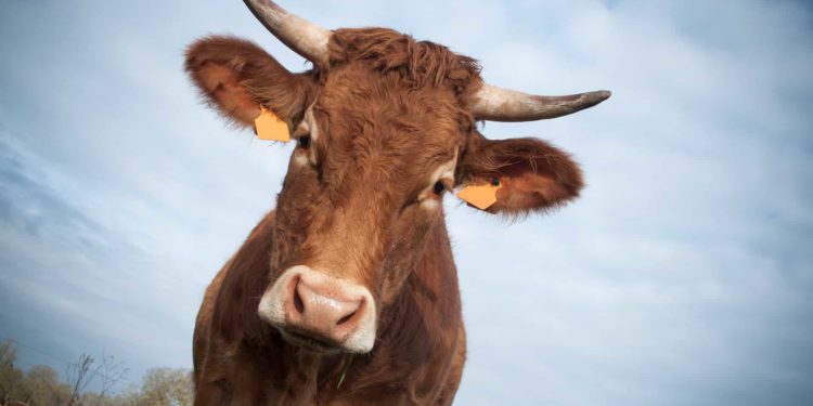 Est-ce qu'on mange les vaches laitières ?