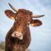Est-ce qu'on mange les vaches laitières ?
