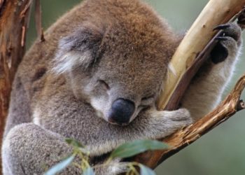Quel arbre mange le koala ?