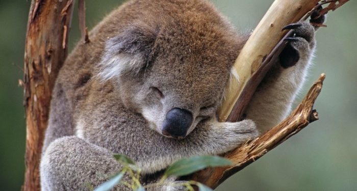 Quel arbre mange le koala ?