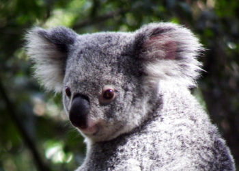 Où le koala Vit-il ?