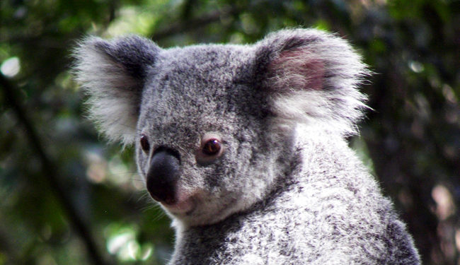 Où le koala Vit-il ?
